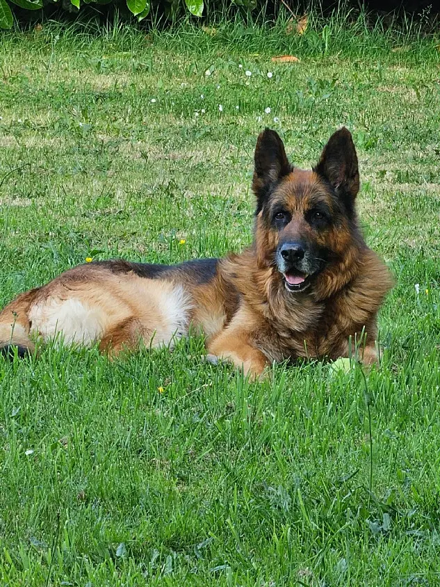 Chien Perdu 35 Ille-et-Vilaine - Iton Chien Perdu 35 Ille-et-Vilaine - Iton