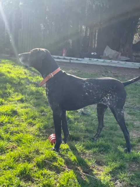 dog lost   35830 Betton Lascar