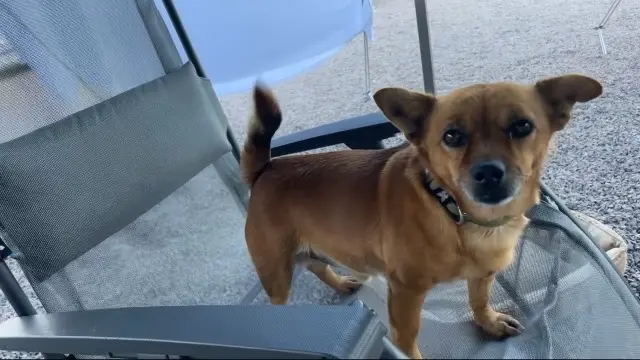 chien lost   35136 Saint-Jacques-de-la-Lande Lucky