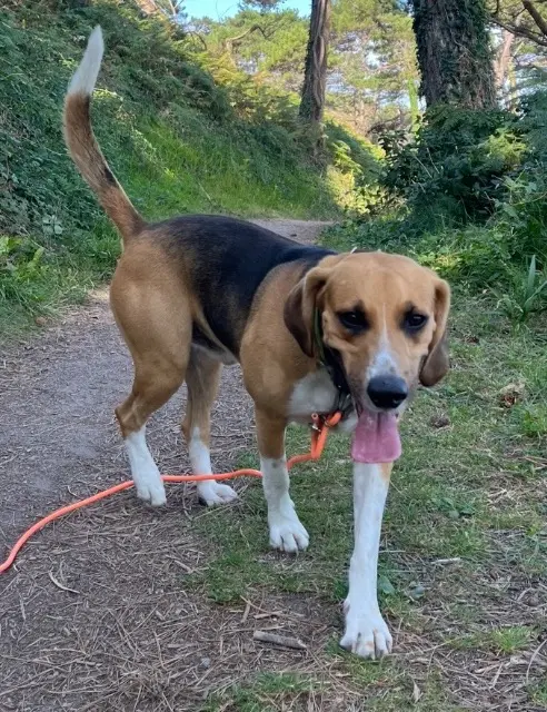 chien lost   35580 Goven Mac