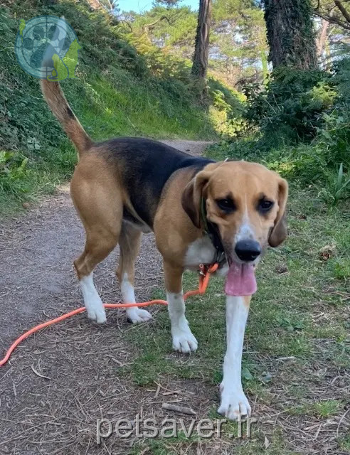 Hund vermisst 35580 Goven Mac Hund lost 35580 Goven Mac
