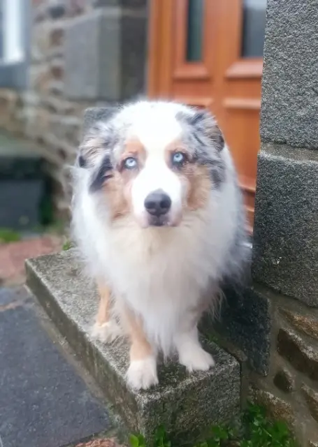 chien lost   35720 Mesnil-Roc'h Harper