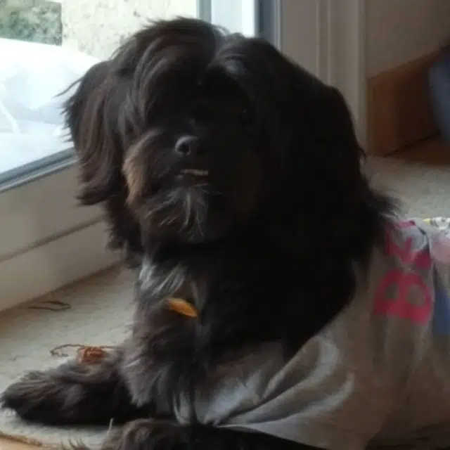 chien lost   35137 Pleumeleuc Meunier