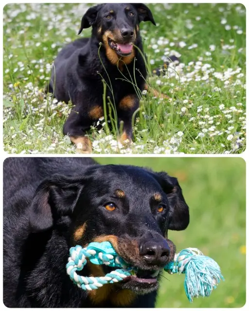 chien lost   35520 Melesse Narco