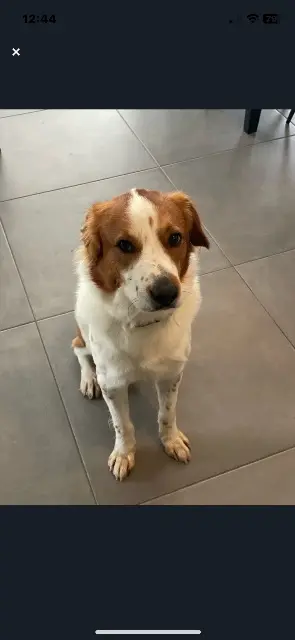 chien lost   35160 Le Verger Neisson