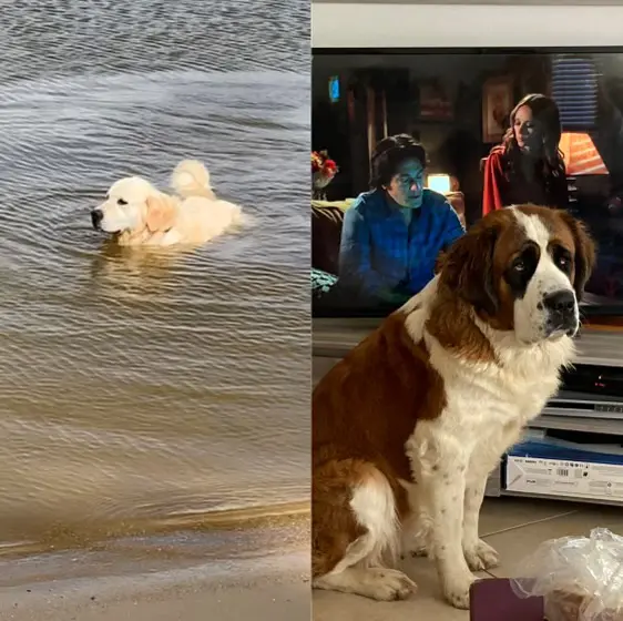 Chien Perdu 35 Ille-et-Vilaine - Nesty Chien Perdu 35 Ille-et-Vilaine - Nesty