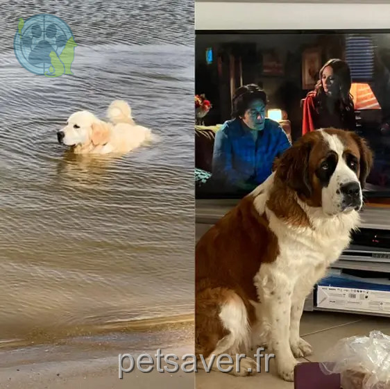 Chien Perdu 35 Ille-et-Vilaine - Nesty Chien Perdu 35 Ille-et-Vilaine - Nesty