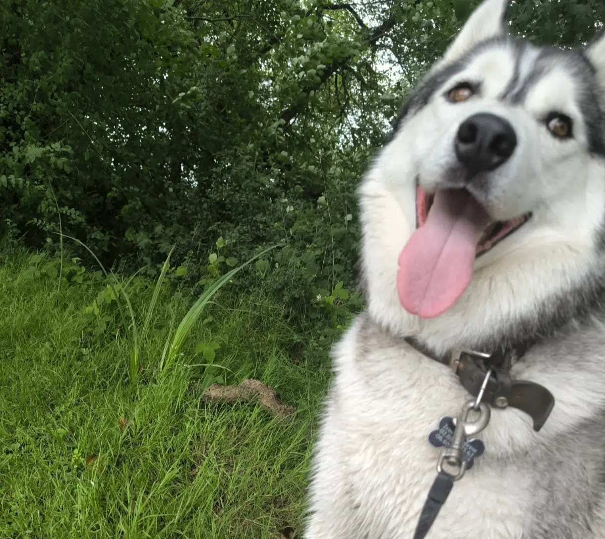 chien lost   35240 Retiers Pako