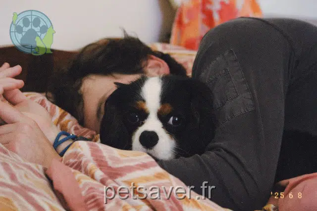 chien lost   35850 Romillé Ponpon
