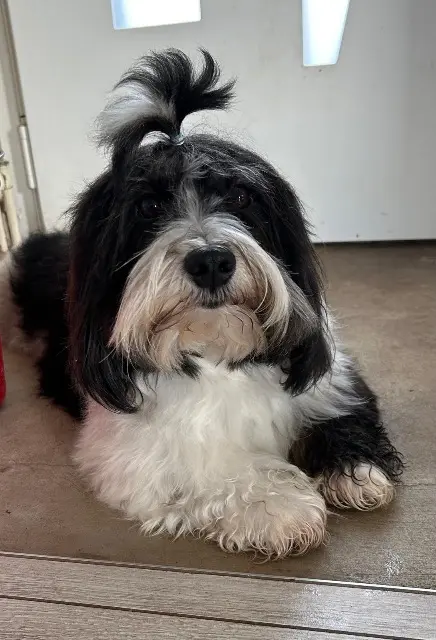 chien lost   35230 Noyal-Châtillon-sur-Seiche Roméo