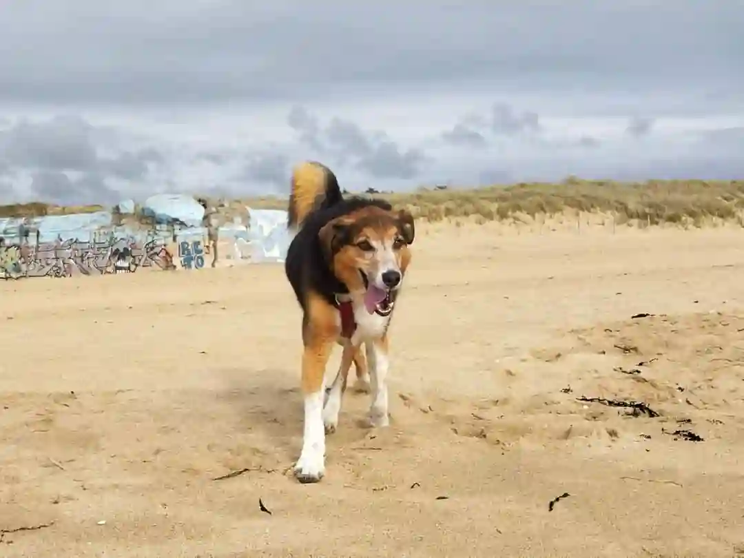 Chien Perdu 35 Ille-et-Vilaine - Rox