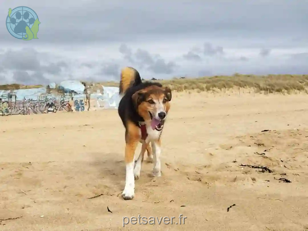 Chien Perdu 35 Ille-et-Vilaine - Rox Chien Perdu 35 Ille-et-Vilaine - Rox