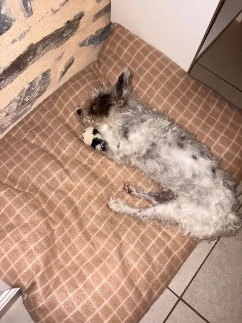 chien lost   35360 Boisgervilly Scotty