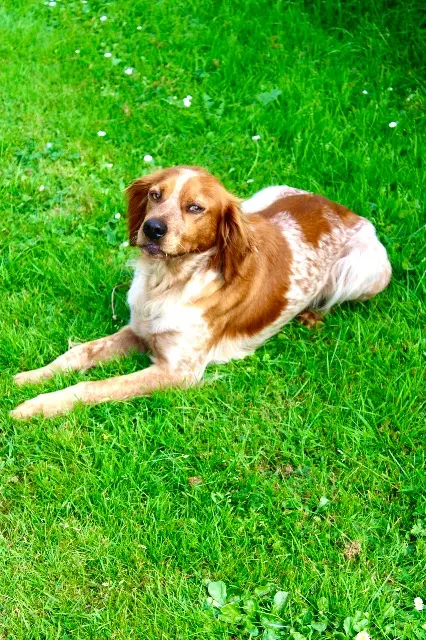 chien lost   35160 Talensac Sirius