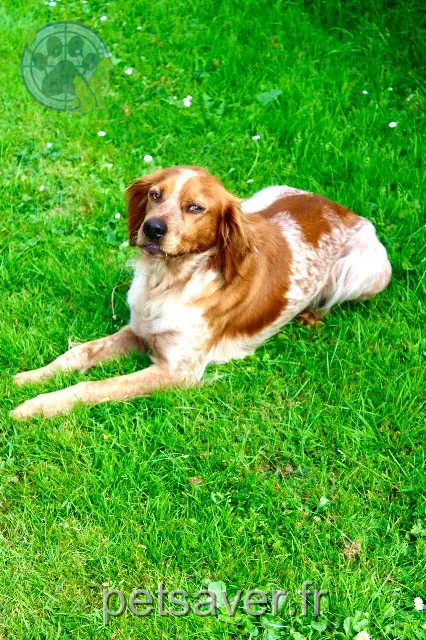 dog lost 35160 Talensac Sirius dog lost 35160 Talensac Sirius