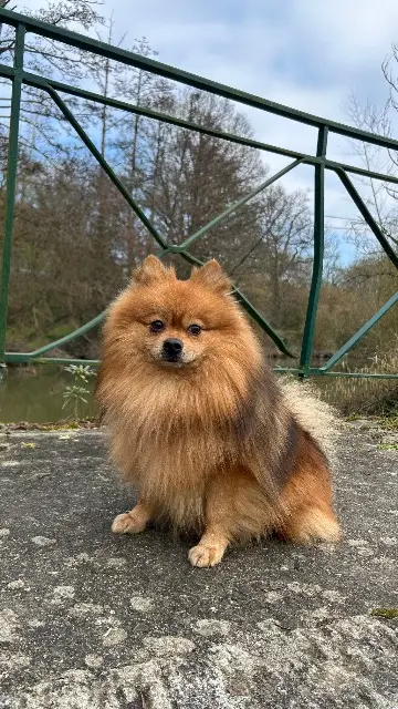 chien lost   35680 Bais Thanos