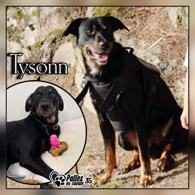 cão perdido 35290 Quédillac Tysonn cão lost 35290 Quédillac Tysonn