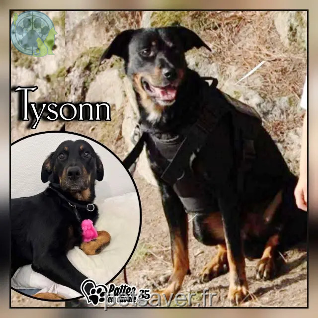 dog lost 35290 Quédillac Tysonn dog lost 35290 Quédillac Tysonn