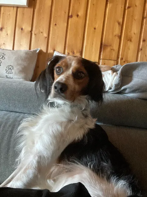 Chien Perdu 35 Ille-et-Vilaine Chien Perdu 35 Ille-et-Vilaine