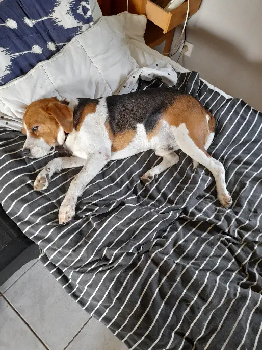 chien perdu D 29 35220 Châteaubourg chien lost D 29 35220 Châteaubourg