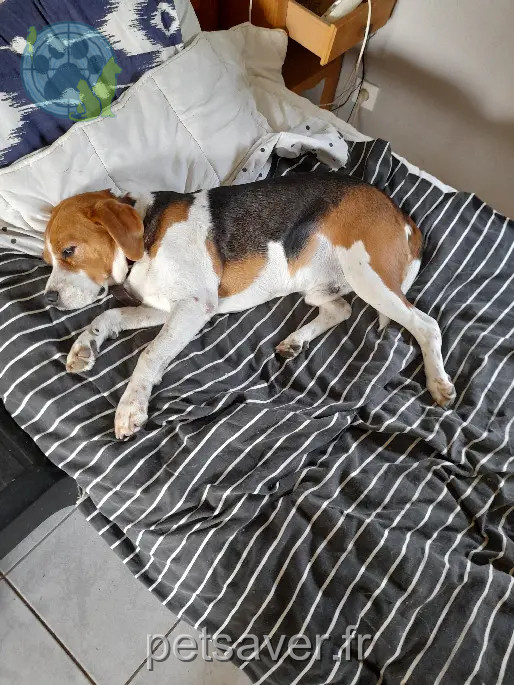 Hund vermisst D 29 35220 Châteaubourg Hund lost D 29 35220 Châteaubourg