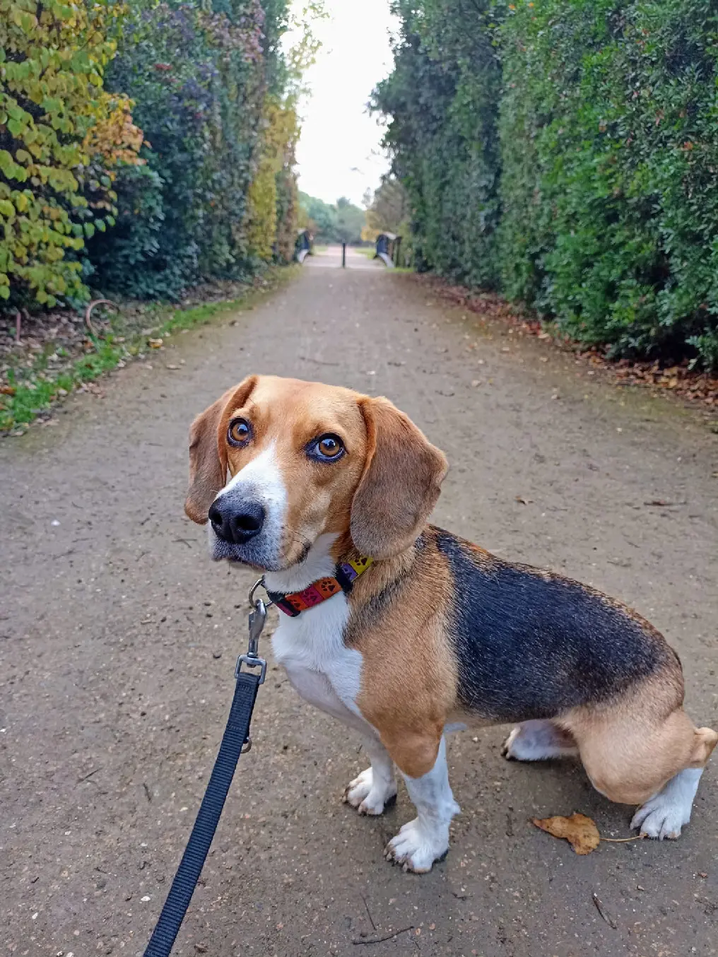 Chien Perdu 36 Indre Chien Perdu 36 Indre