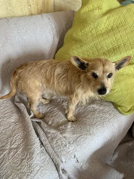 Chien Perdu 36 Indre Chien Perdu 36 Indre