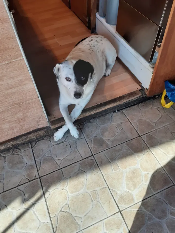 Chien Perdu 36 Indre Chien Perdu 36 Indre