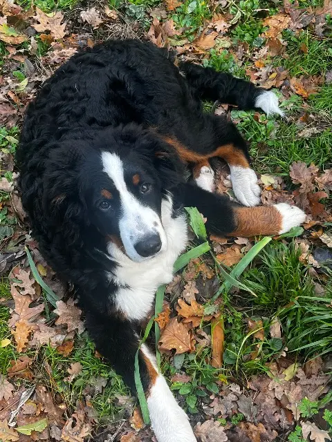 chien lost   36220 Lingé Atos