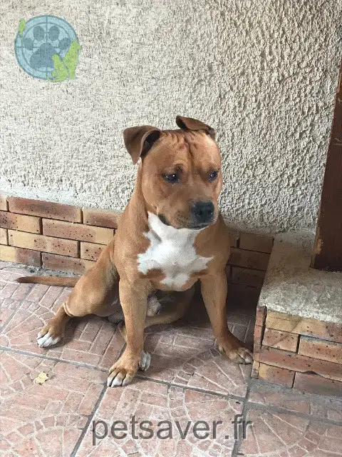 chien perdu 36230 Sarzay Bullit chien lost 36230 Sarzay Bullit