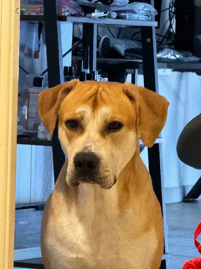 Chien Perdu 36 Indre Chien Perdu 36 Indre