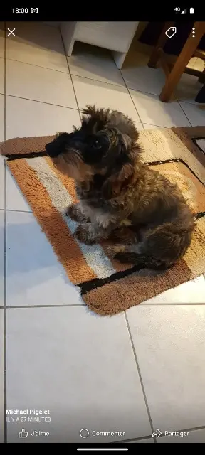 chien lost   36180 Heugnes Ethon