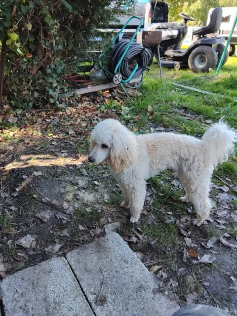 chien lost   36200 Le Pêchereau Hiv