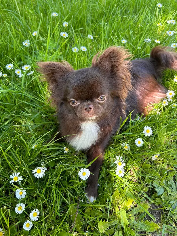 Chien Perdu 36 Indre Chien Perdu 36 Indre