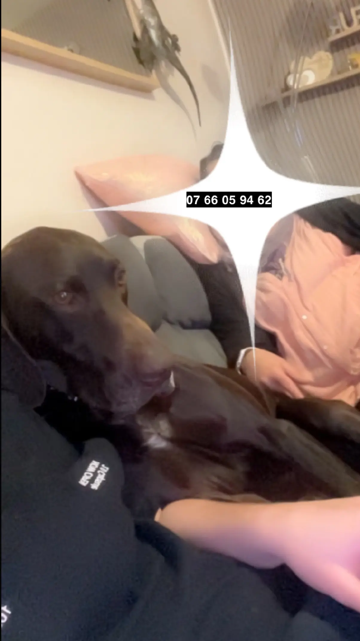 Chien Perdu 36 Indre Chien Perdu 36 Indre