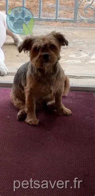 chien lost   36100 Issoudun Junior