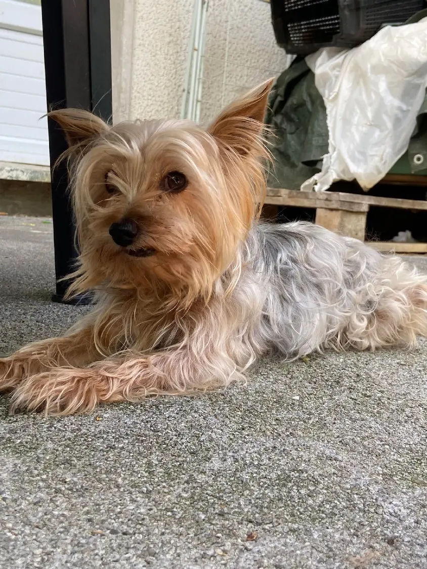 Chien Perdu 36 Indre Chien Perdu 36 Indre