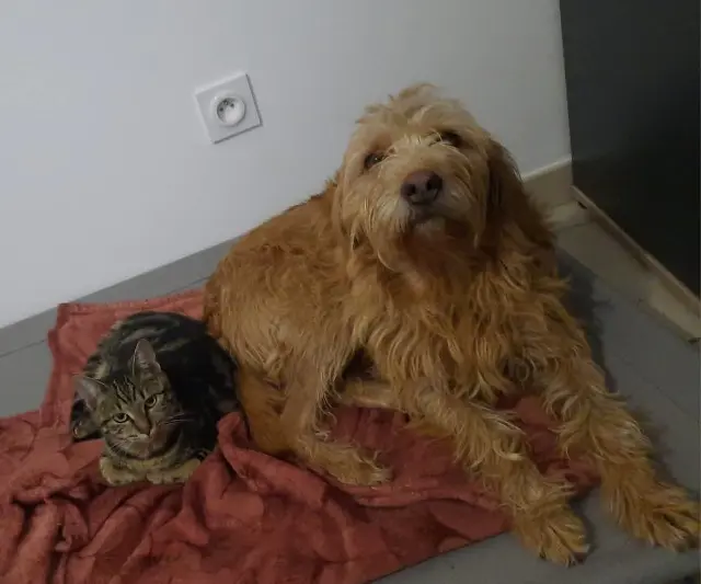 chien lost   36500 Buzançais Louloute