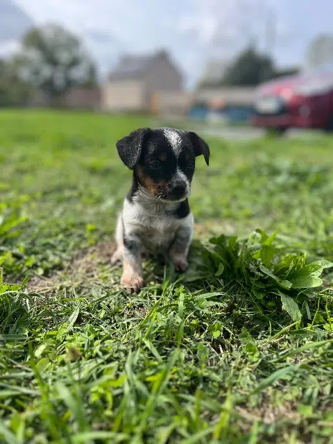 chien lost   36330 Velles Milou