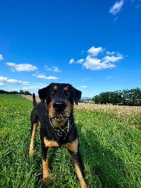 Chien Perdu 36 Indre - Mirko