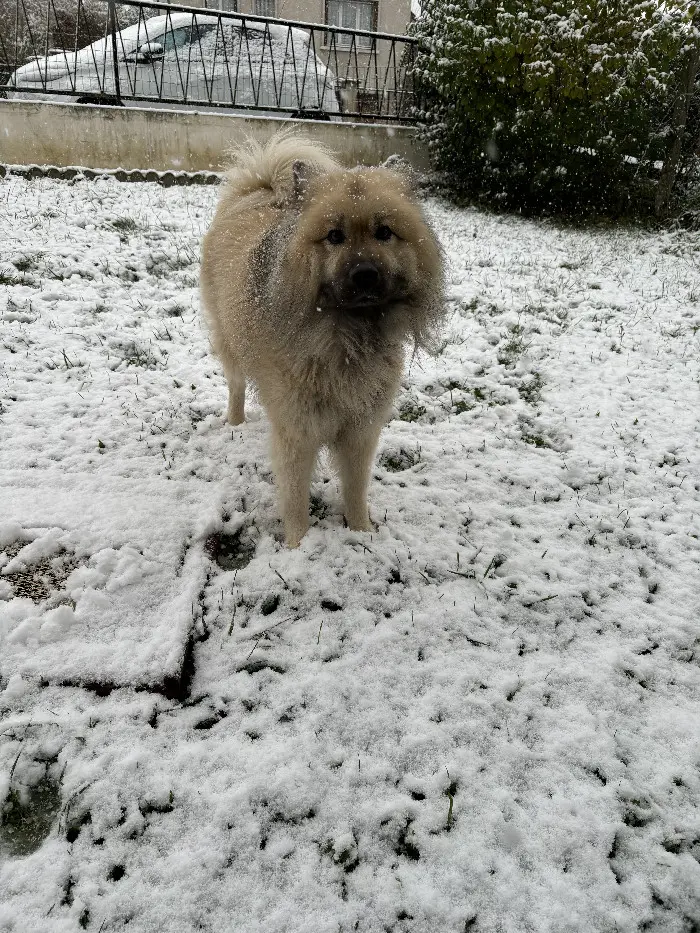 Chien Perdu 36 Indre Chien Perdu 36 Indre