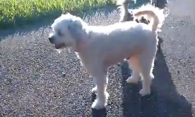 Chien Perdu 36 Indre Chien Perdu 36 Indre