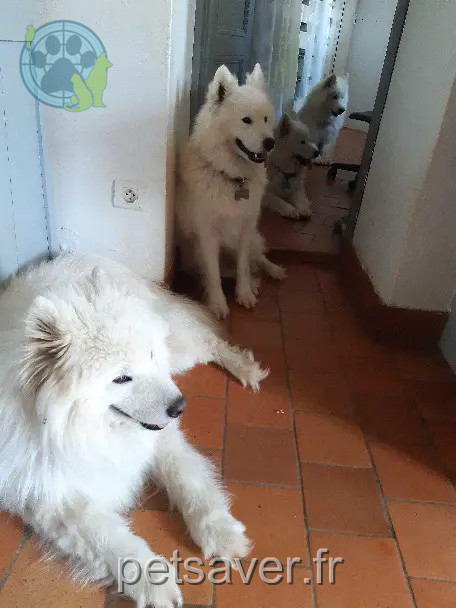 cão perdido D 51 36230 Sarzay Twiny cão lost D 51 36230 Sarzay Twiny