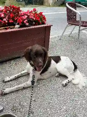 Chien Perdu 36 Indre - Ulysse Chien Perdu 36 Indre - Ulysse