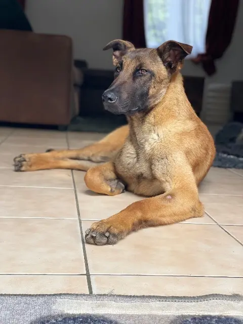 chien lost   36400 La Châtre Vitus