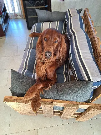 Chien Perdu 36 Indre Chien Perdu 36 Indre
