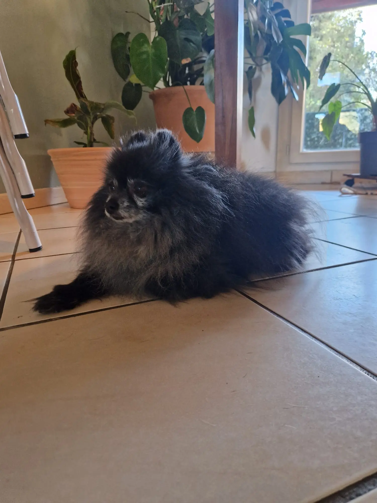 Chien Perdu 36 Indre Chien Perdu 36 Indre