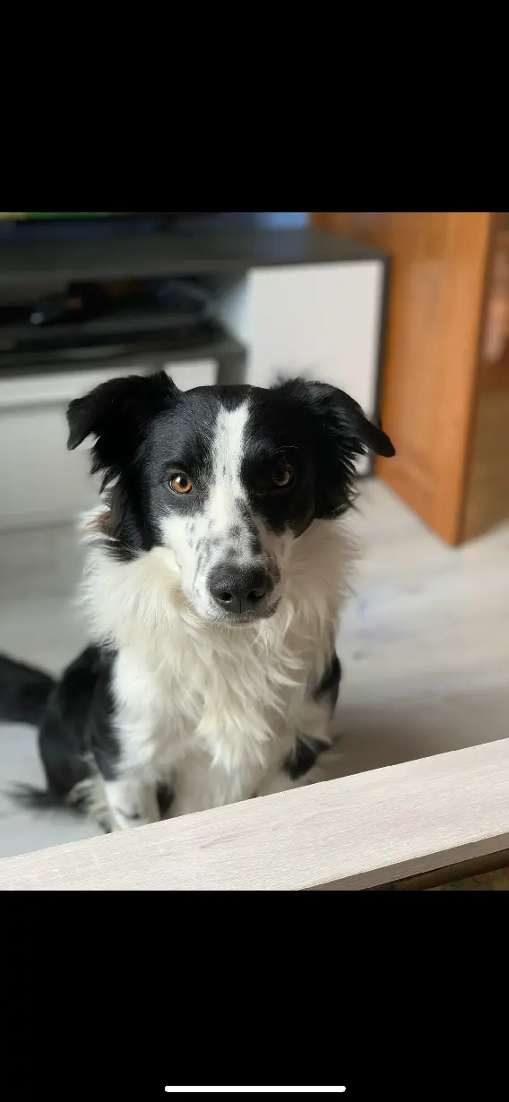 Chien Perdu 36 Indre Chien Perdu 36 Indre