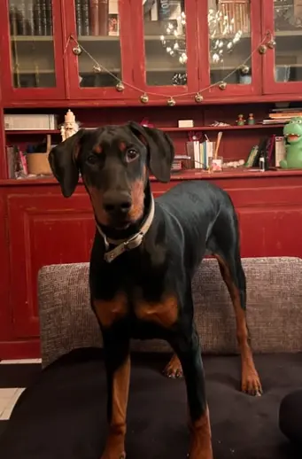 Chien Perdu 36 Indre Chien Perdu 36 Indre
