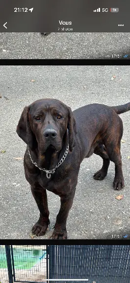 Chien Perdu 36 Indre Chien Perdu 36 Indre